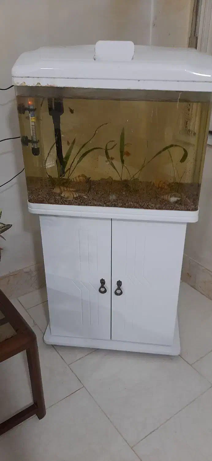 آکواریوم|ماهی|گرگان, |دیوار