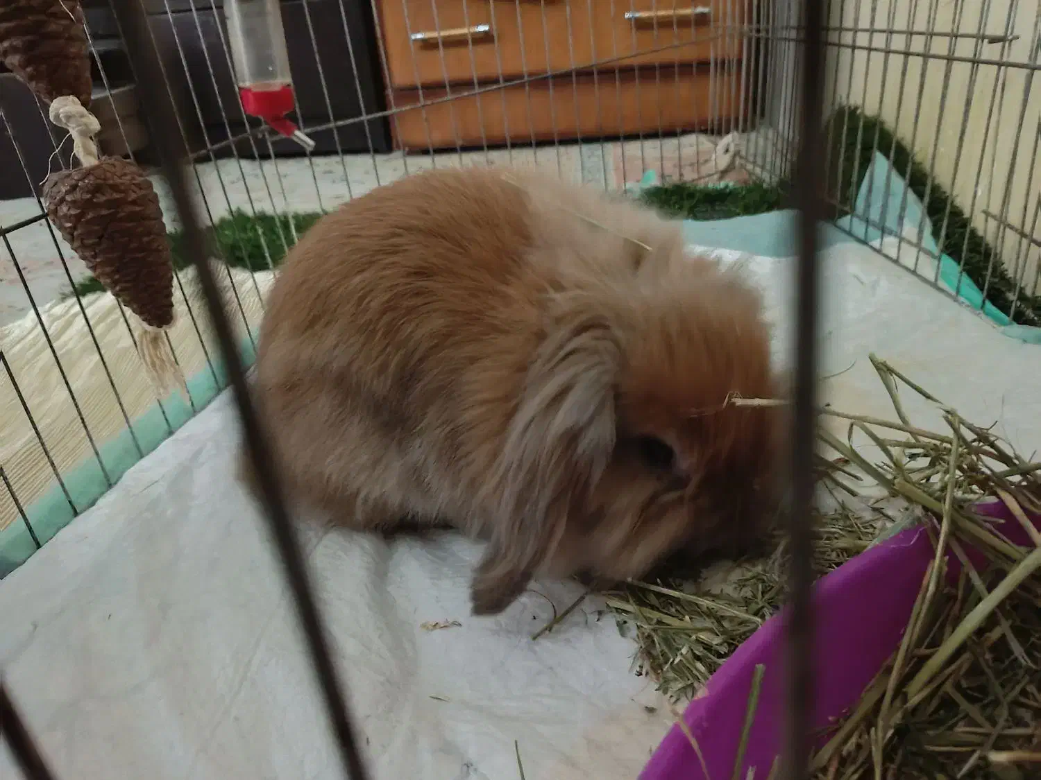 خرگوش لپ|موش و خرگوش|تهران, والفجر (افسریه)|دیوار