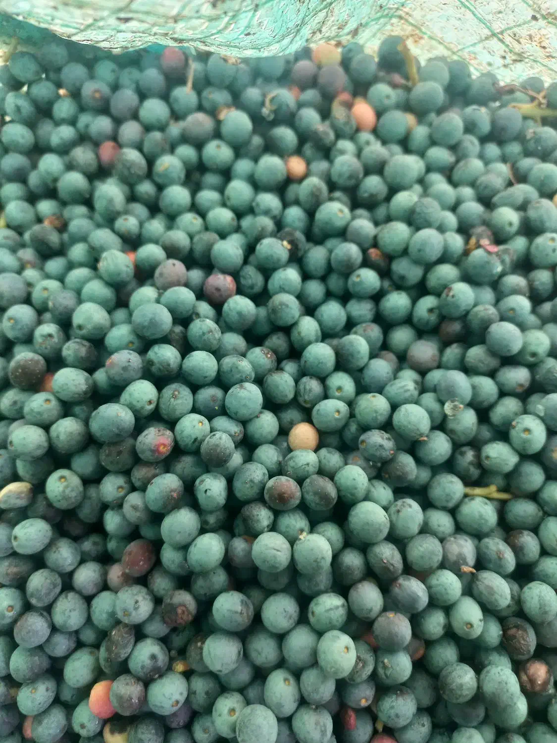 کلخونگ.بنه خشک|خوردنی و آشامیدنی|مسجد سلیمان, |دیوار