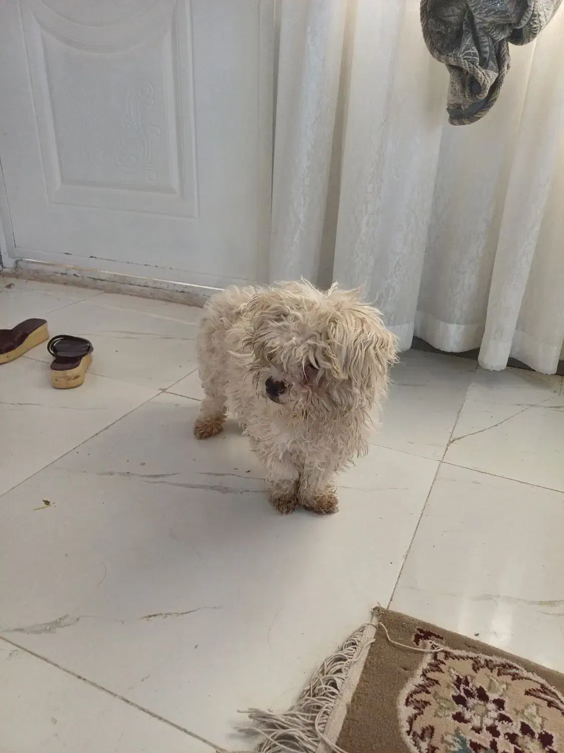 سگ مالتیز|سگ|طرقبه, |دیوار