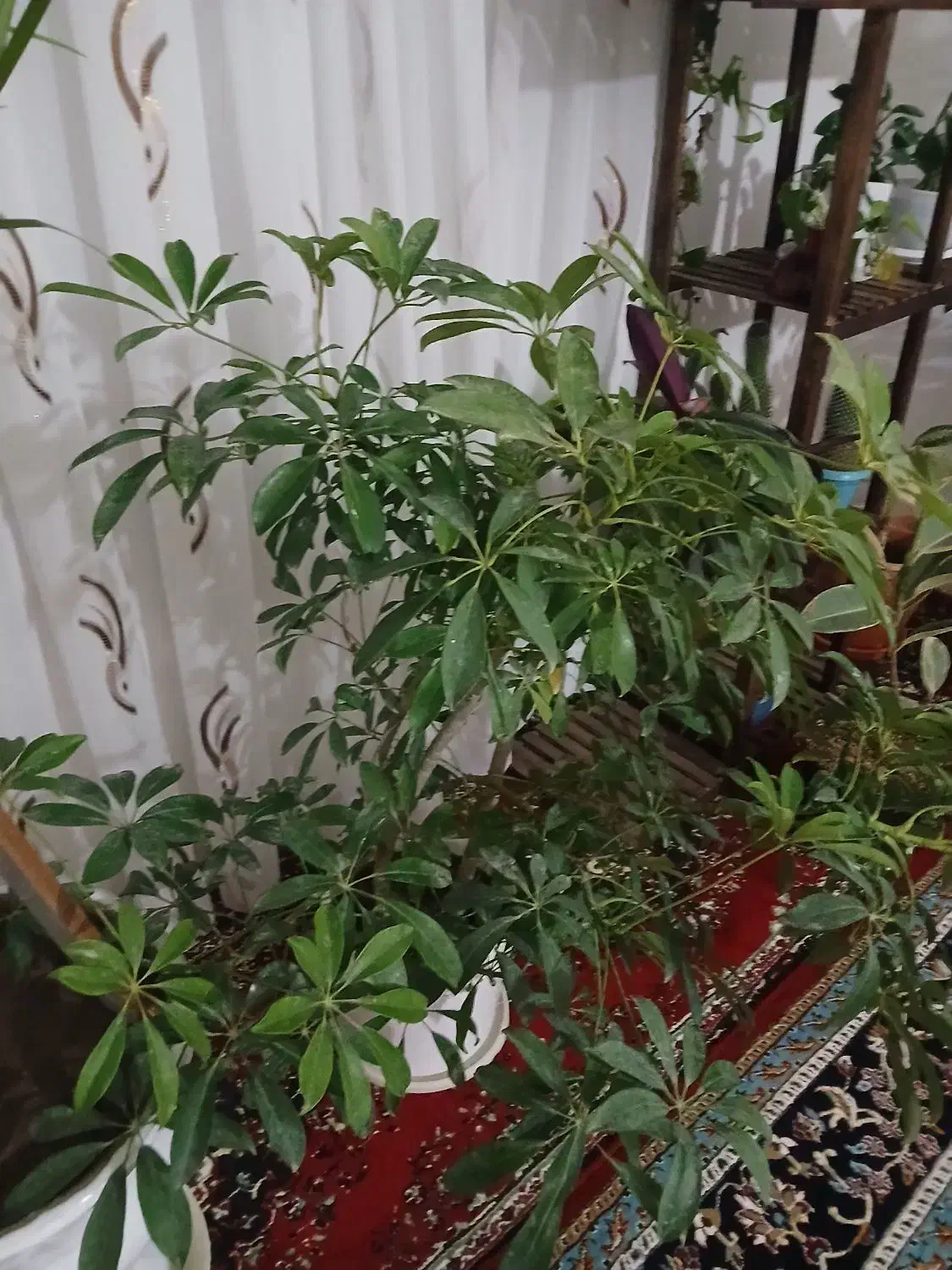 گل خیلی زیبا|گل و گیاه طبیعی|بجنورد, |دیوار