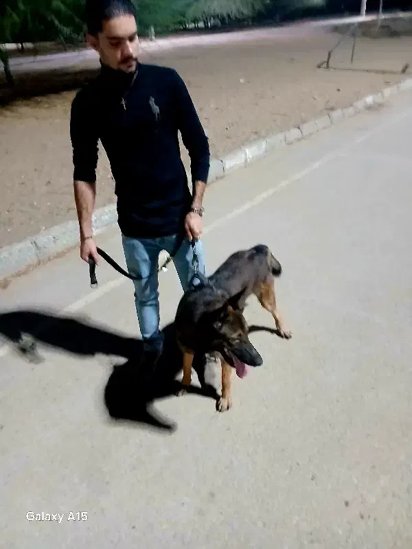 آموزش سگ|خدمات آموزشی|بندرعباس, |دیوار