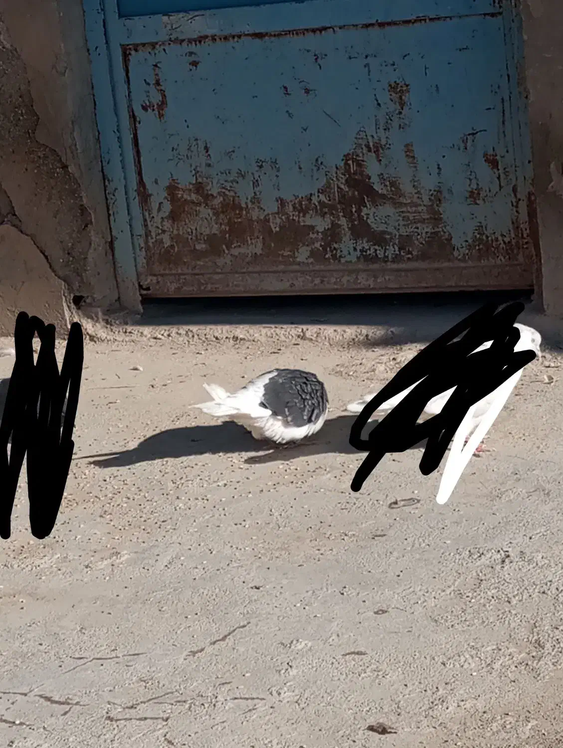 کبوتر|پرنده|سیلاخور, |دیوار