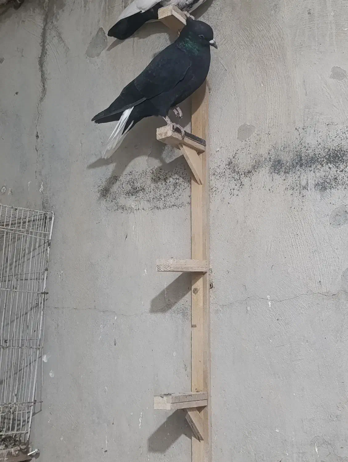 دم سفید|پرنده|نصر آباد, |دیوار