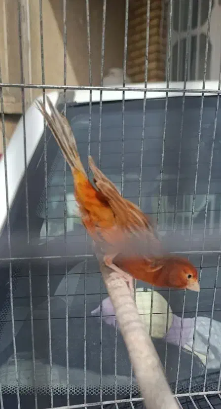 قناری ماده سرخ بدون پر ابلغی آماده|پرنده|شیراز, سعدیه جنوبی|دیوار