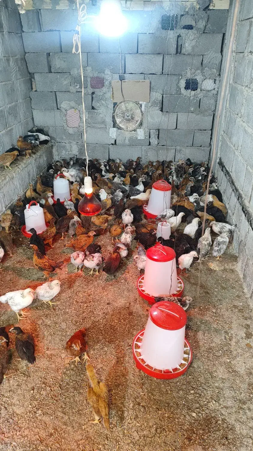 مرغ تخمی|حیوانات مزرعه|شمیل, |دیوار