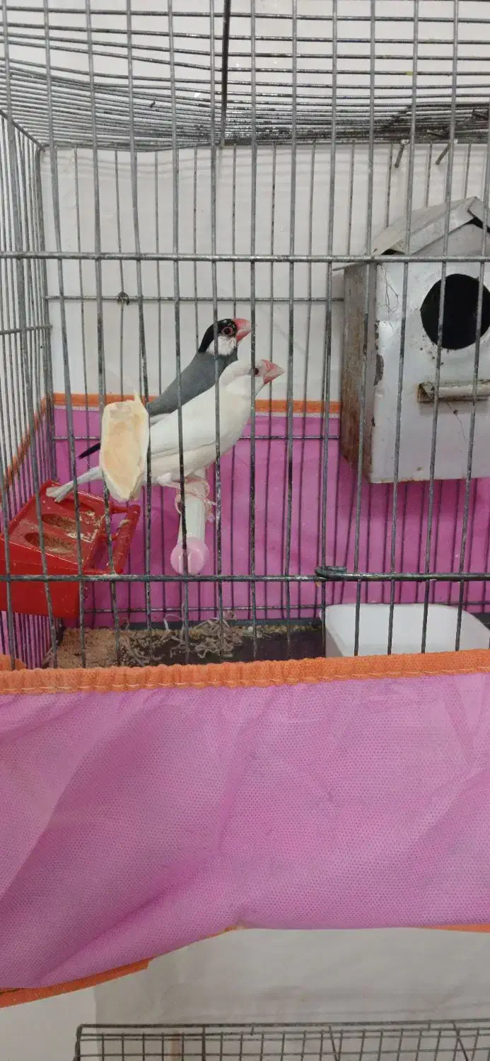 فنچ نرگسی|پرنده|قم, پردیسان|دیوار