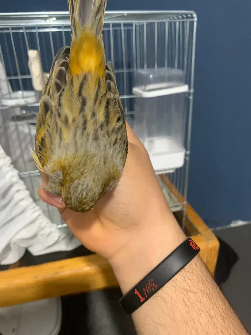 قناری نر بخون|پرنده|خلخال, |دیوار