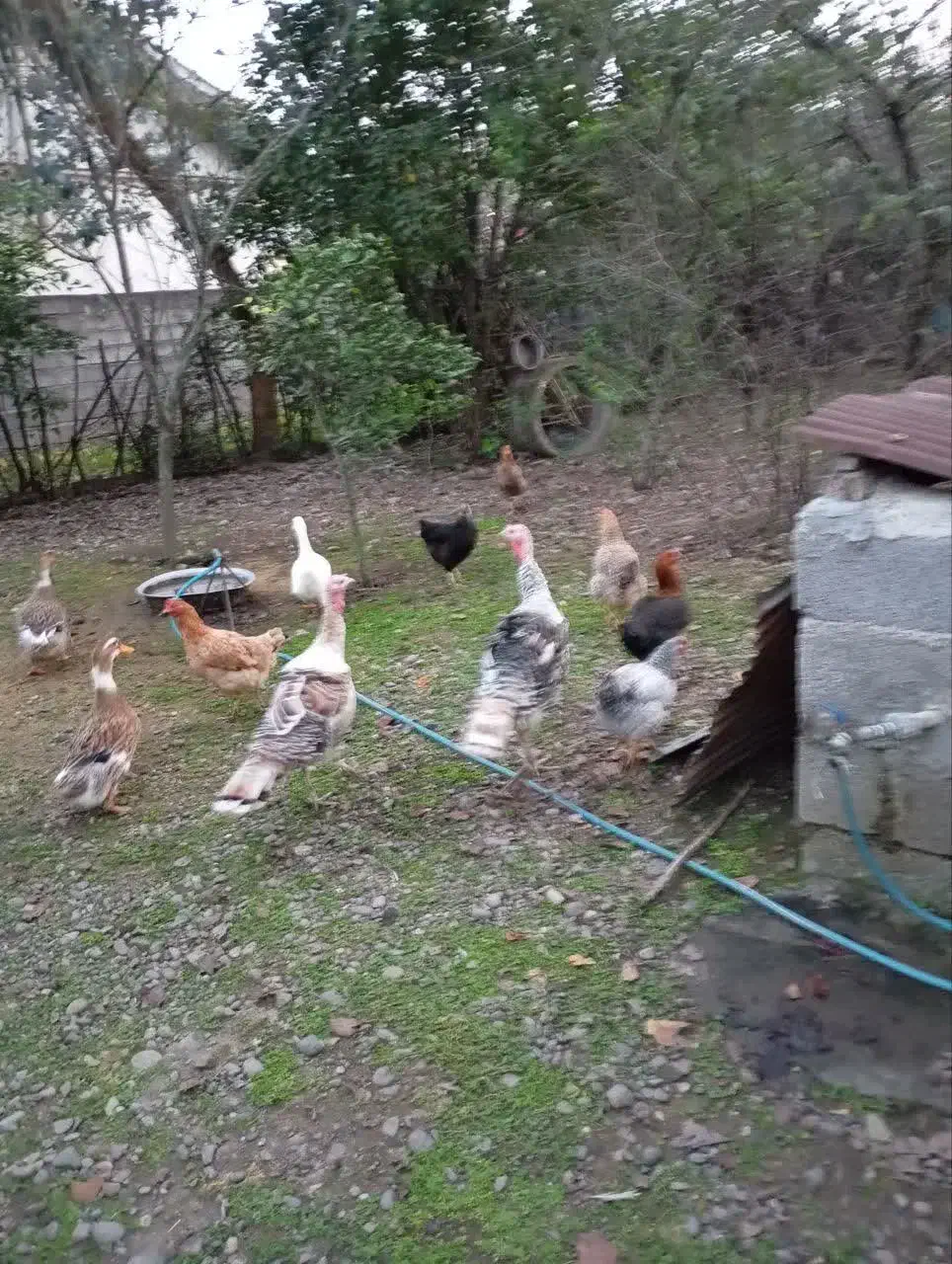 بوقلمون|حیوانات مزرعه|رشت, پارک شهر|دیوار