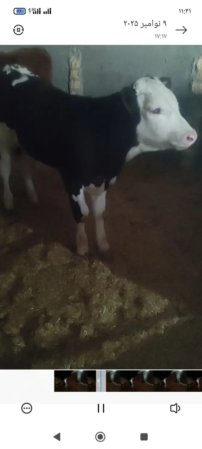 گوساله سیمینتال نراصل قرمز شرابی|حیوانات مزرعه|چگنی, |دیوار