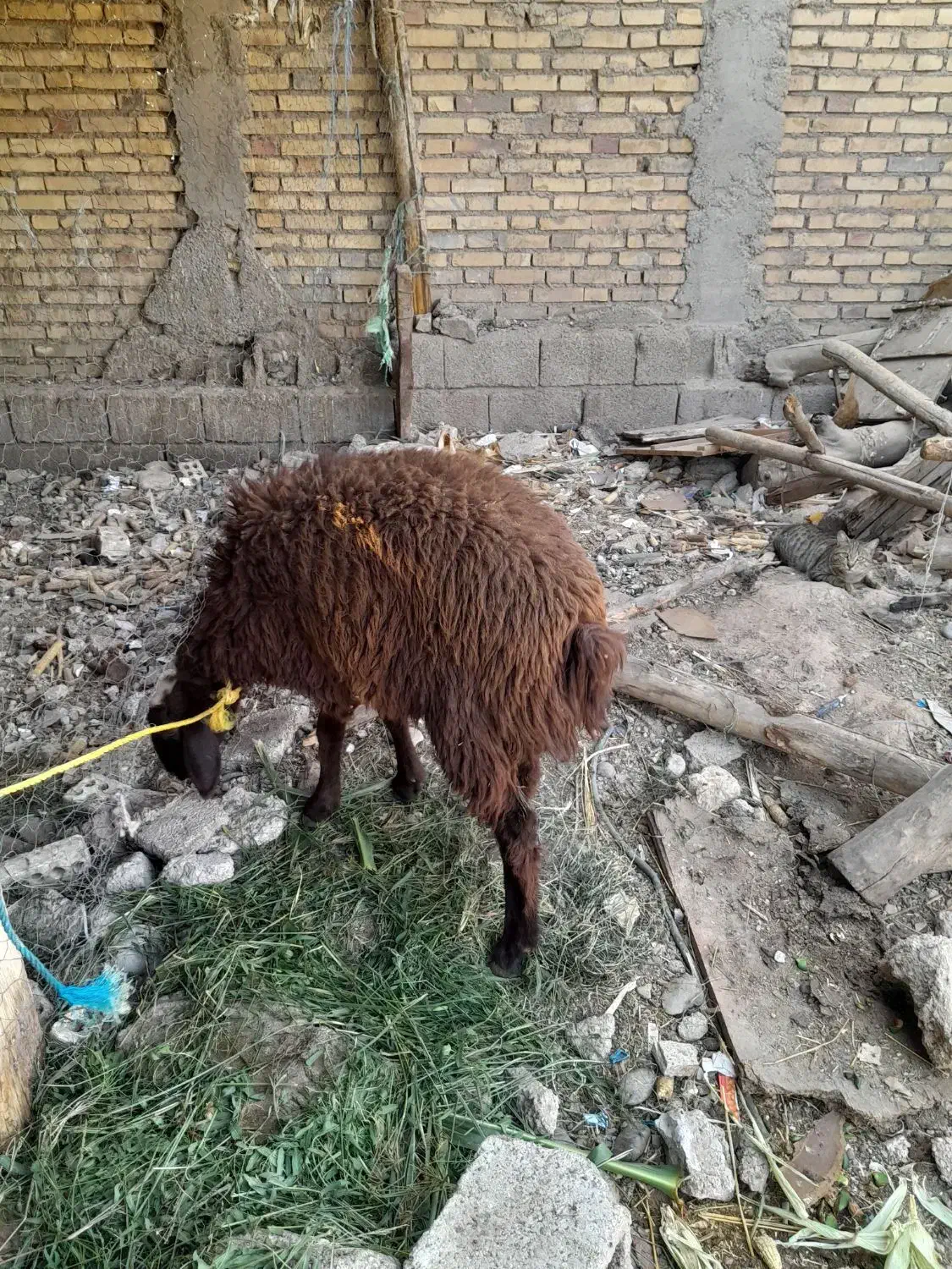 بره افشاری بزرگ|حیوانات مزرعه|اندیمشک, |دیوار