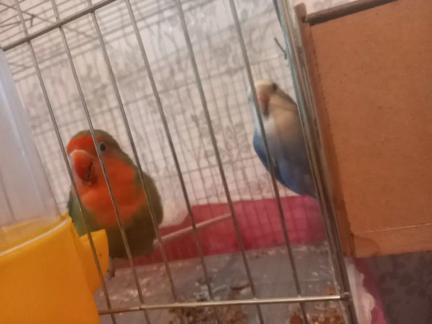 طوطی برزیلی|پرنده|کوهدشت, |دیوار