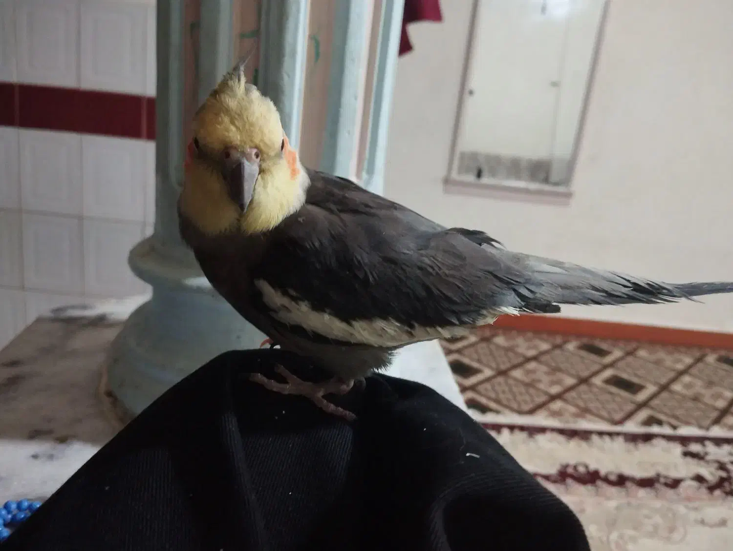 عروس هلندی سخنگو و آواز خوان|پرنده|نورآباد, |دیوار