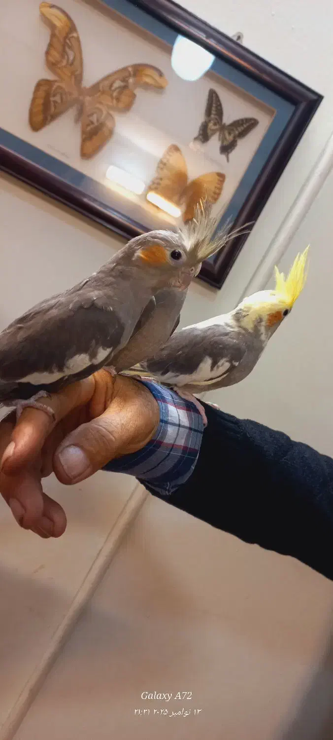 عروس هلندی دستی ابلغ و خاکستری|پرنده|مشهد, شهید قربانی|دیوار