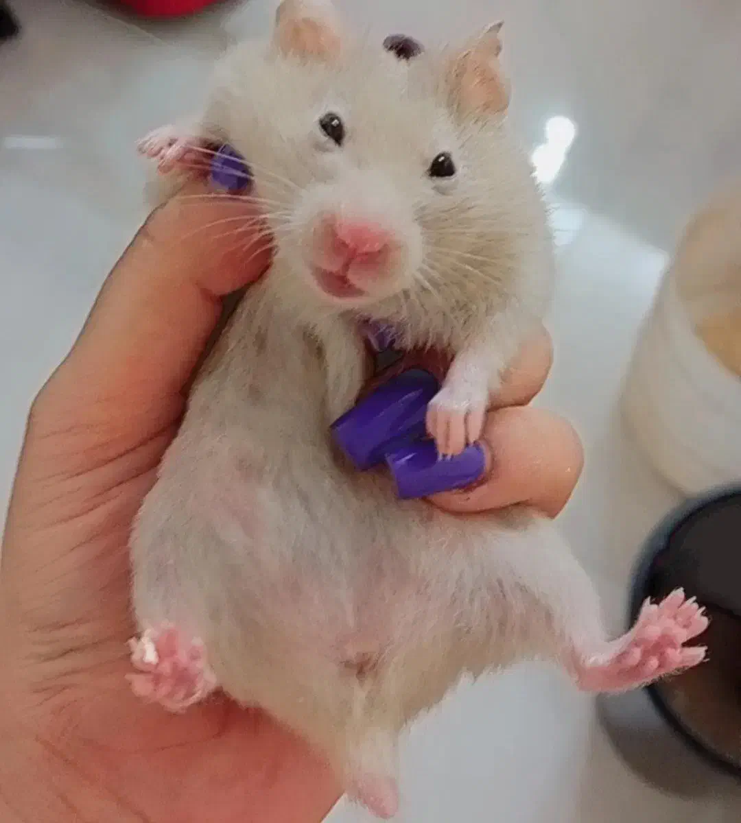 همستر|موش و خرگوش|کازرون, |دیوار