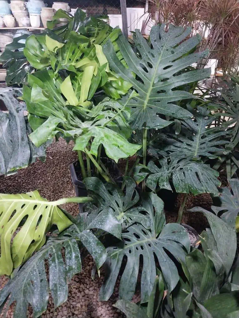 دهکده گل بوشهر|گل و گیاه طبیعی|بوشهر, |دیوار