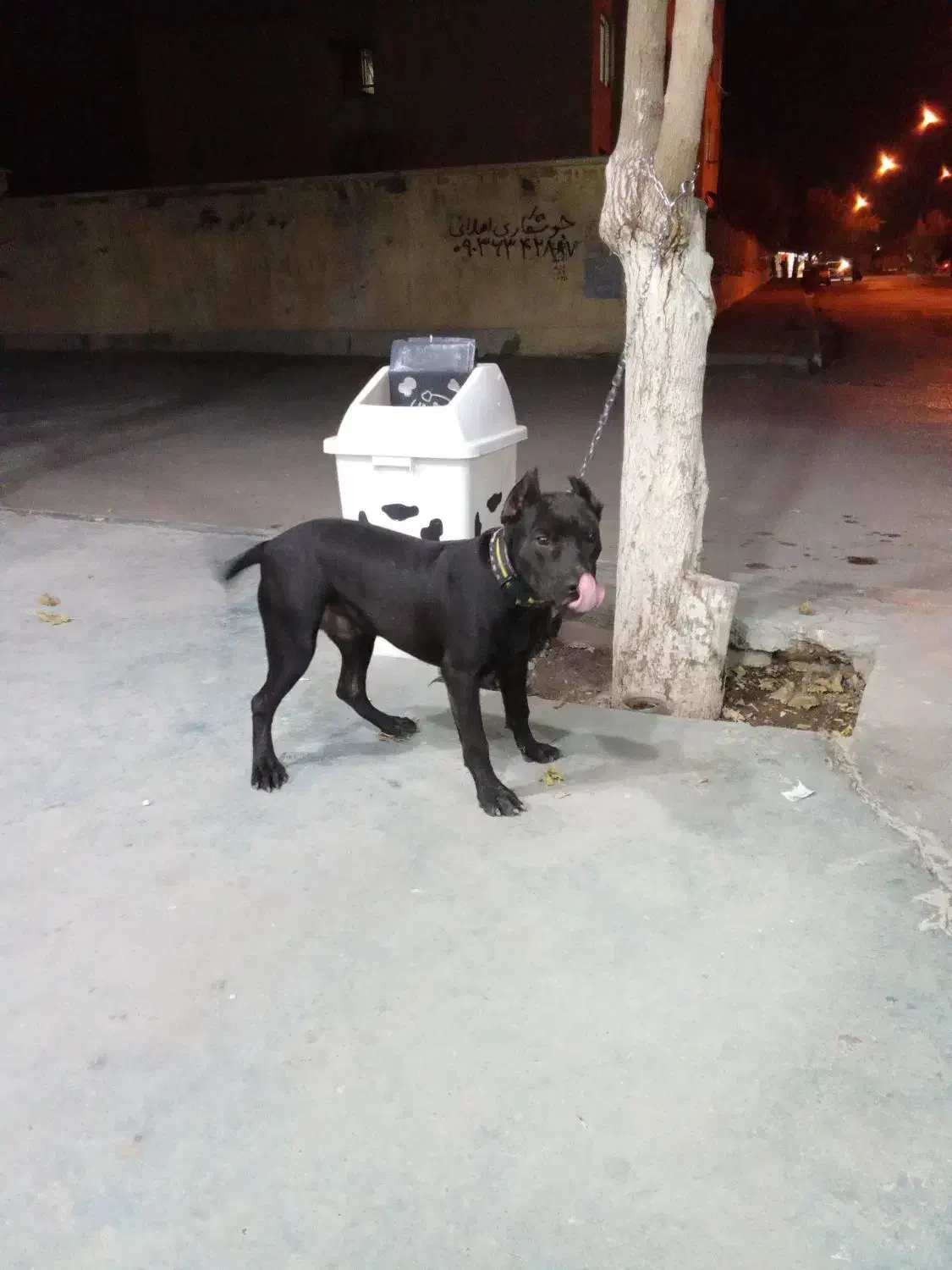 پیتبول اصیل نر|سگ|کرمانشاه, |دیوار