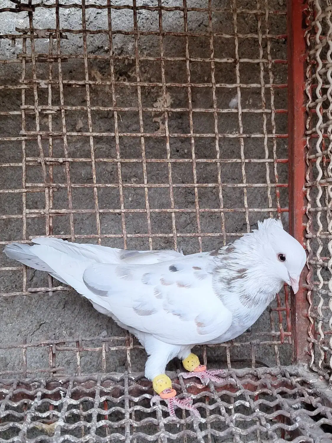 کوهی همدانی معمولی|پرنده|شوشتر, |دیوار