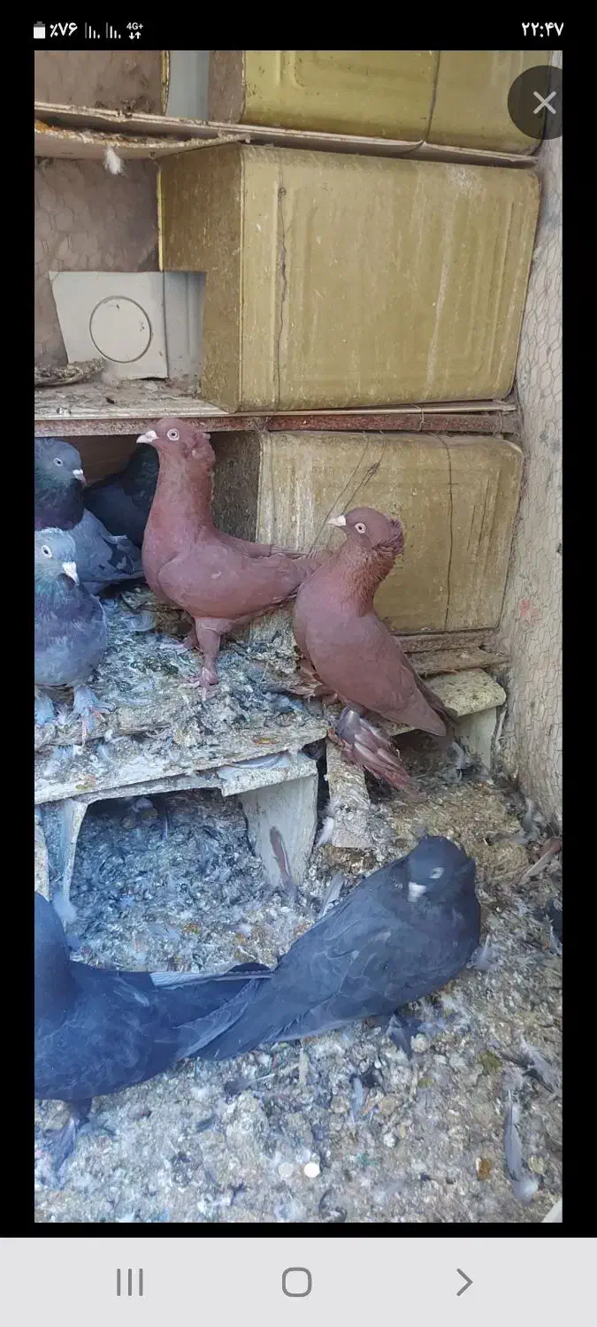 فروش ۶ عدد راعبی سرخ ۳تا سفید و ۳تا سرخ سالم|پرنده|فارسان, |دیوار