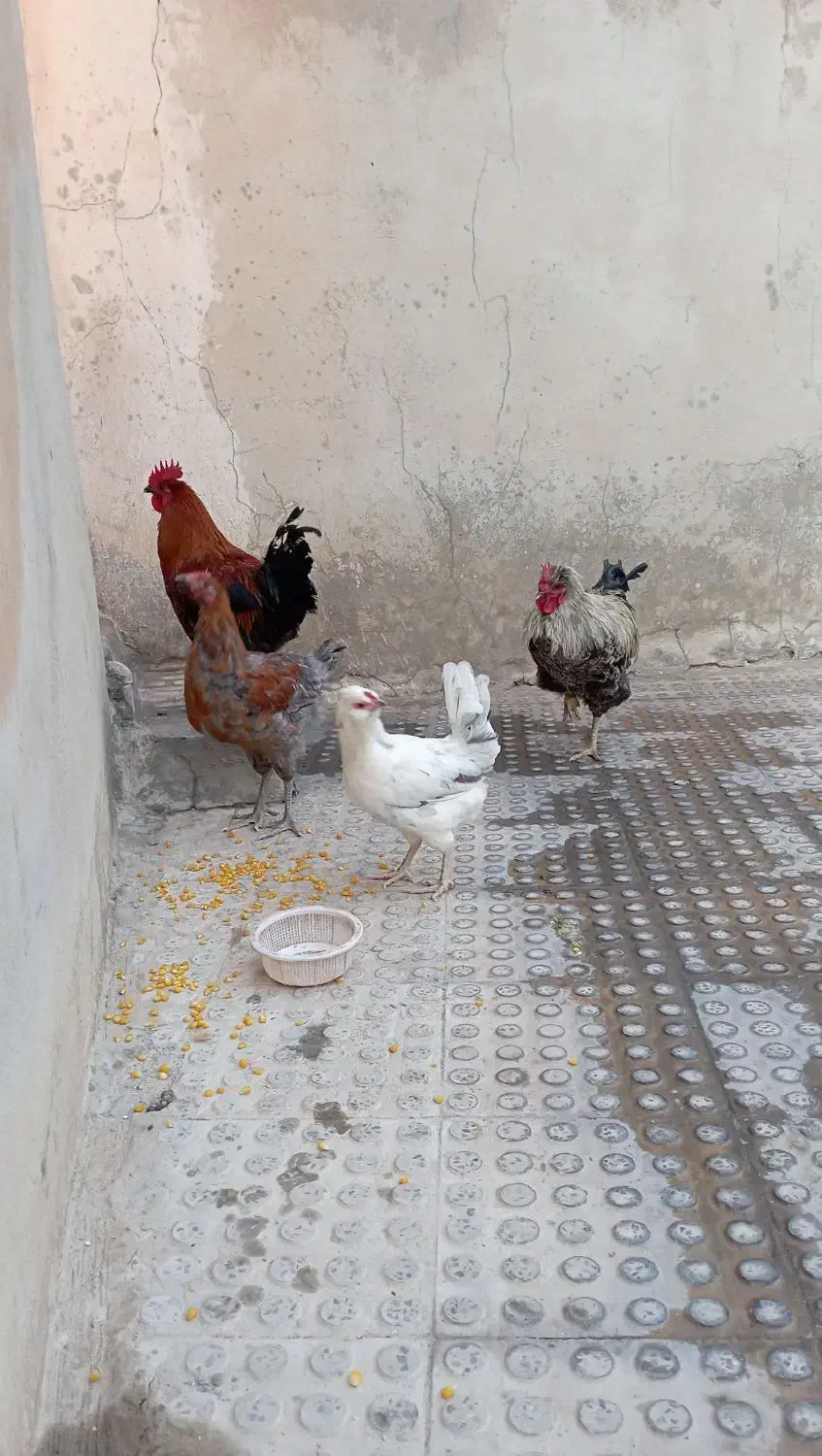 مرغ و خروس همشون باهم میفروشم|حیوانات مزرعه|ملکشاهی, |دیوار