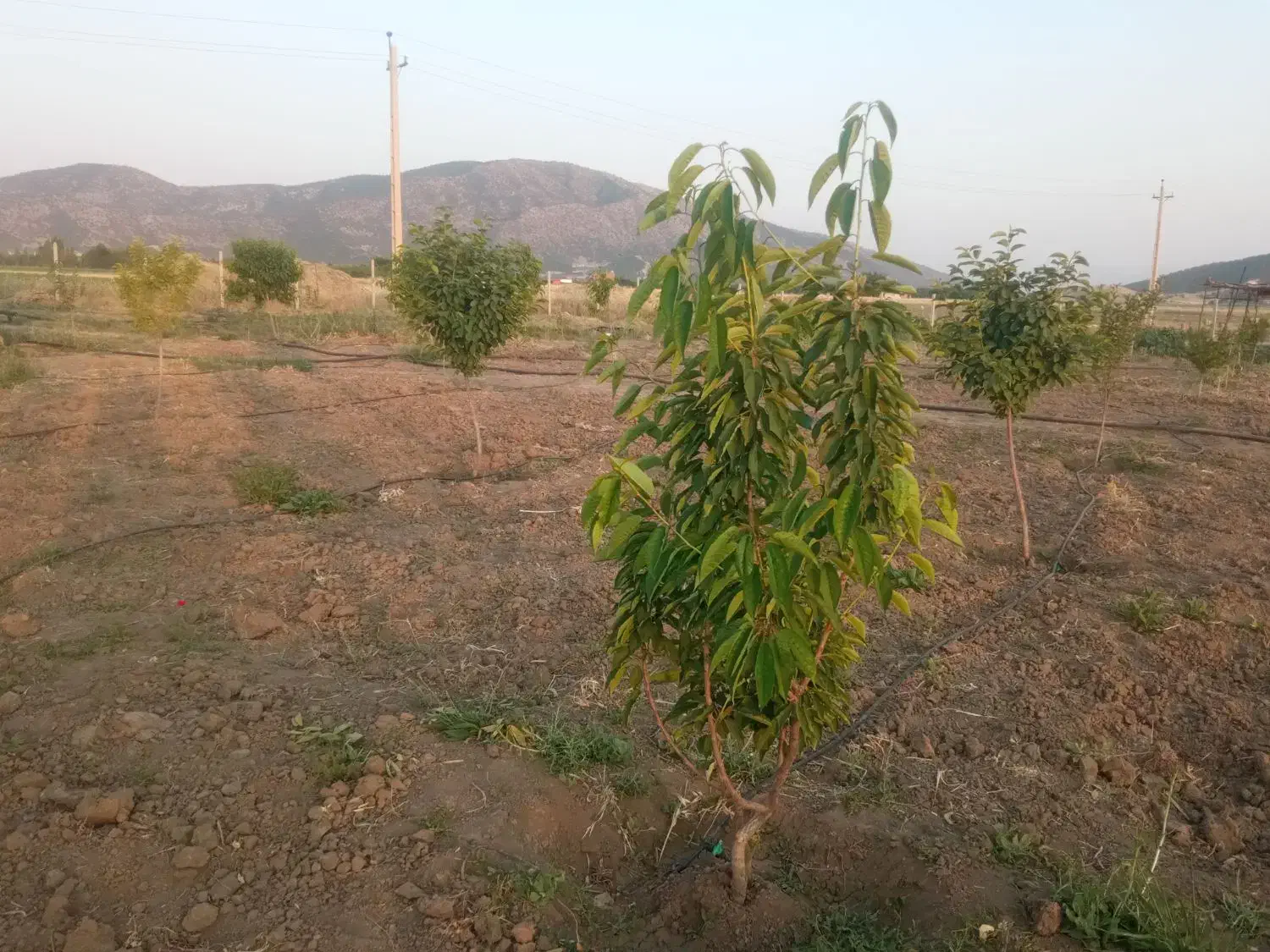 دشت بیلو. منطقه آزاد|فروش خانه و ویلا|خاو و میرآباد, |دیوار