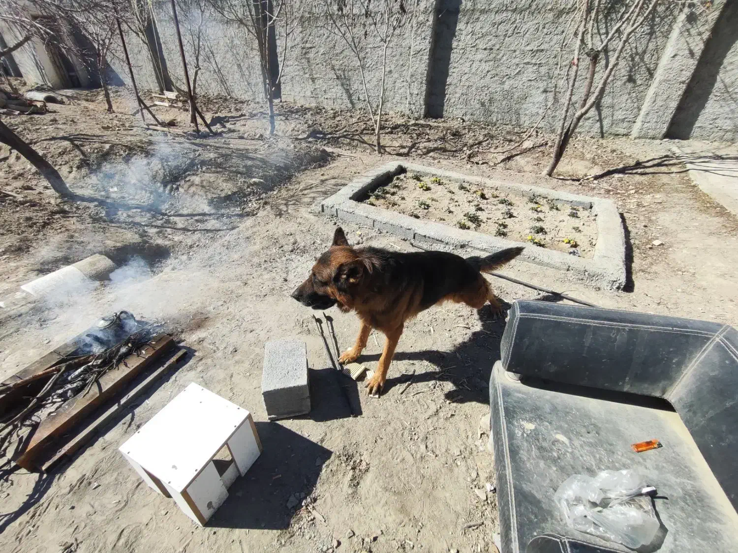 سگ ژرمن نر|سگ|اصفهان, گورت|دیوار