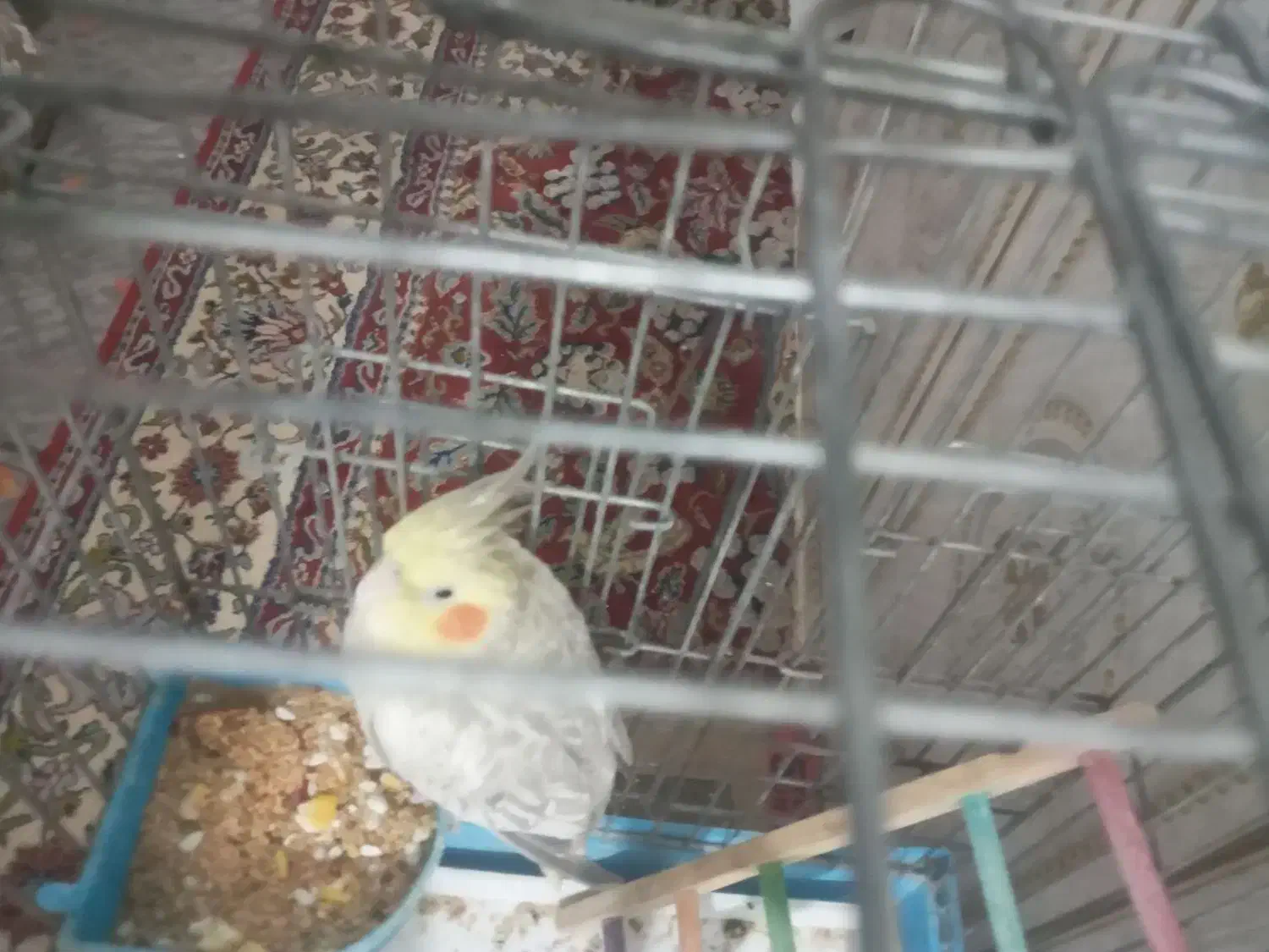 عروس هلندی ماده|پرنده|آبادان, |دیوار