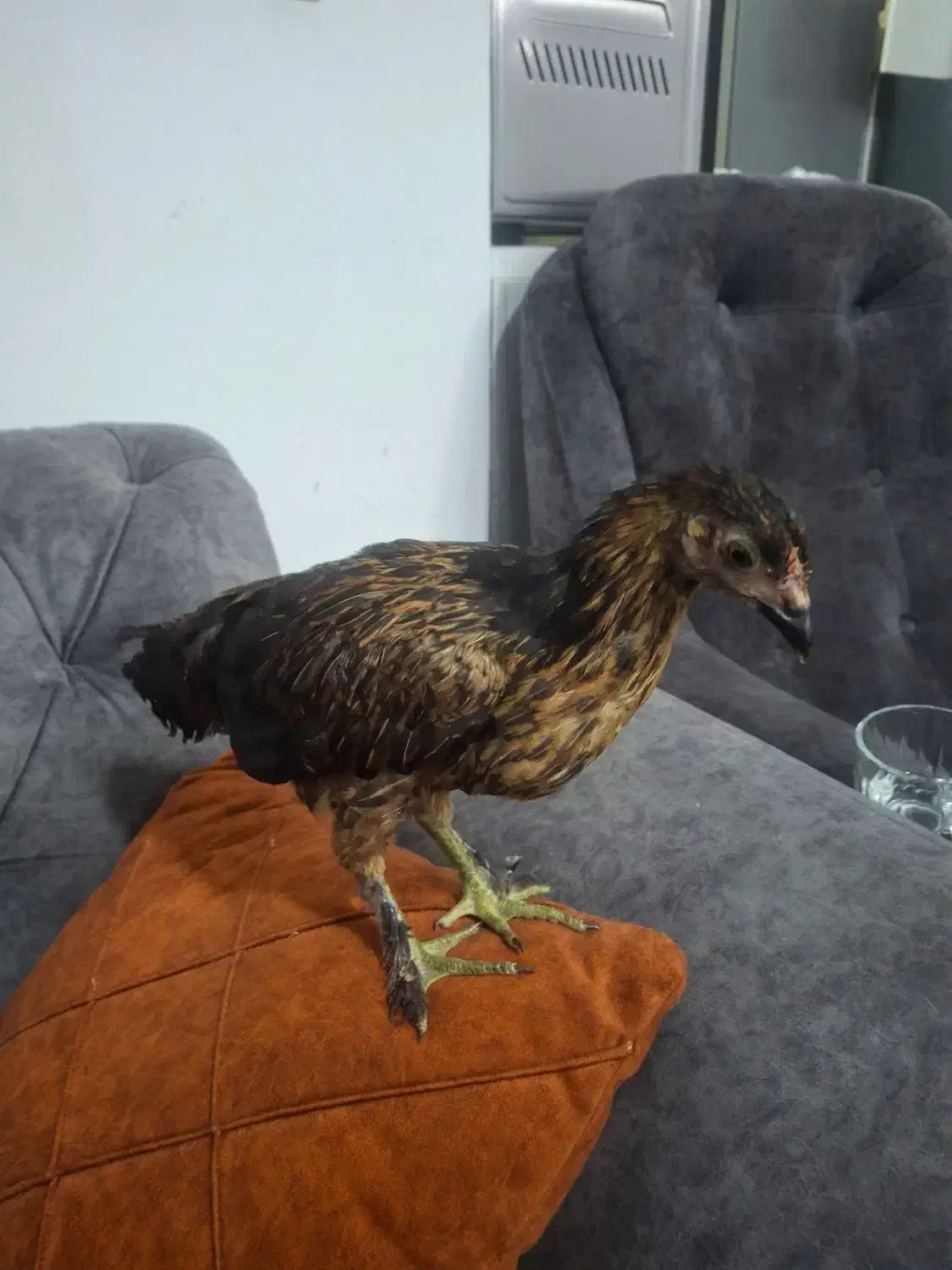 جوجه مرغ گمشده|حیوانات|پرند, فاز ۴|دیوار