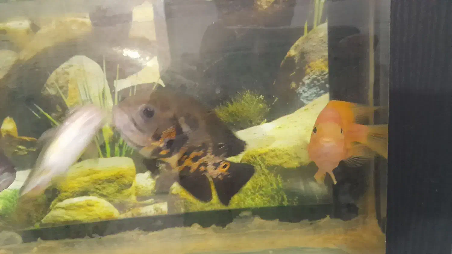 آکواریوم باتمام وسایل وماهی گوشت خوار|ماهی|قزوین, |دیوار