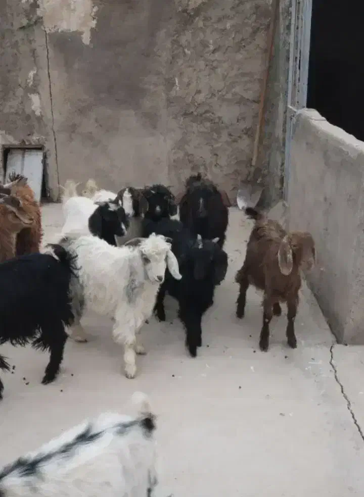 ۱۰راس بزغاله ماده|حیوانات مزرعه|دشتابی, |دیوار