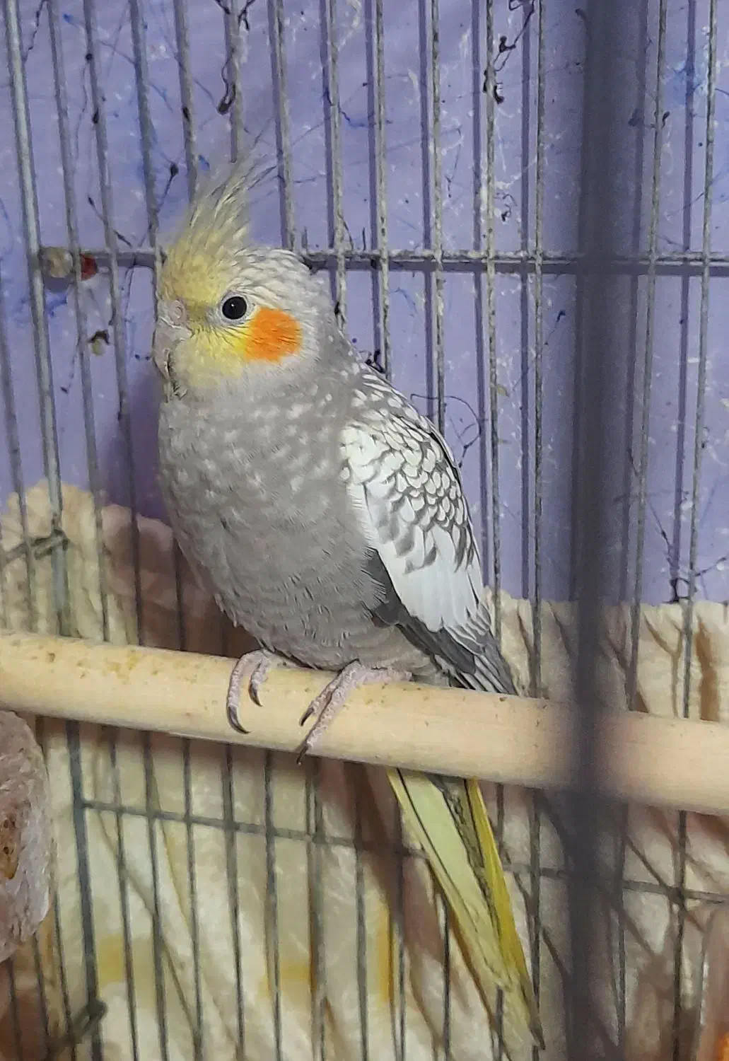 عروس هلندی ۳ ماهه مرواریدی گلباقالی|پرنده|ایذه, |دیوار