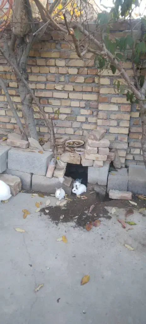 حیوان خانگی باحوش|موش و خرگوش|ارومیه, |دیوار