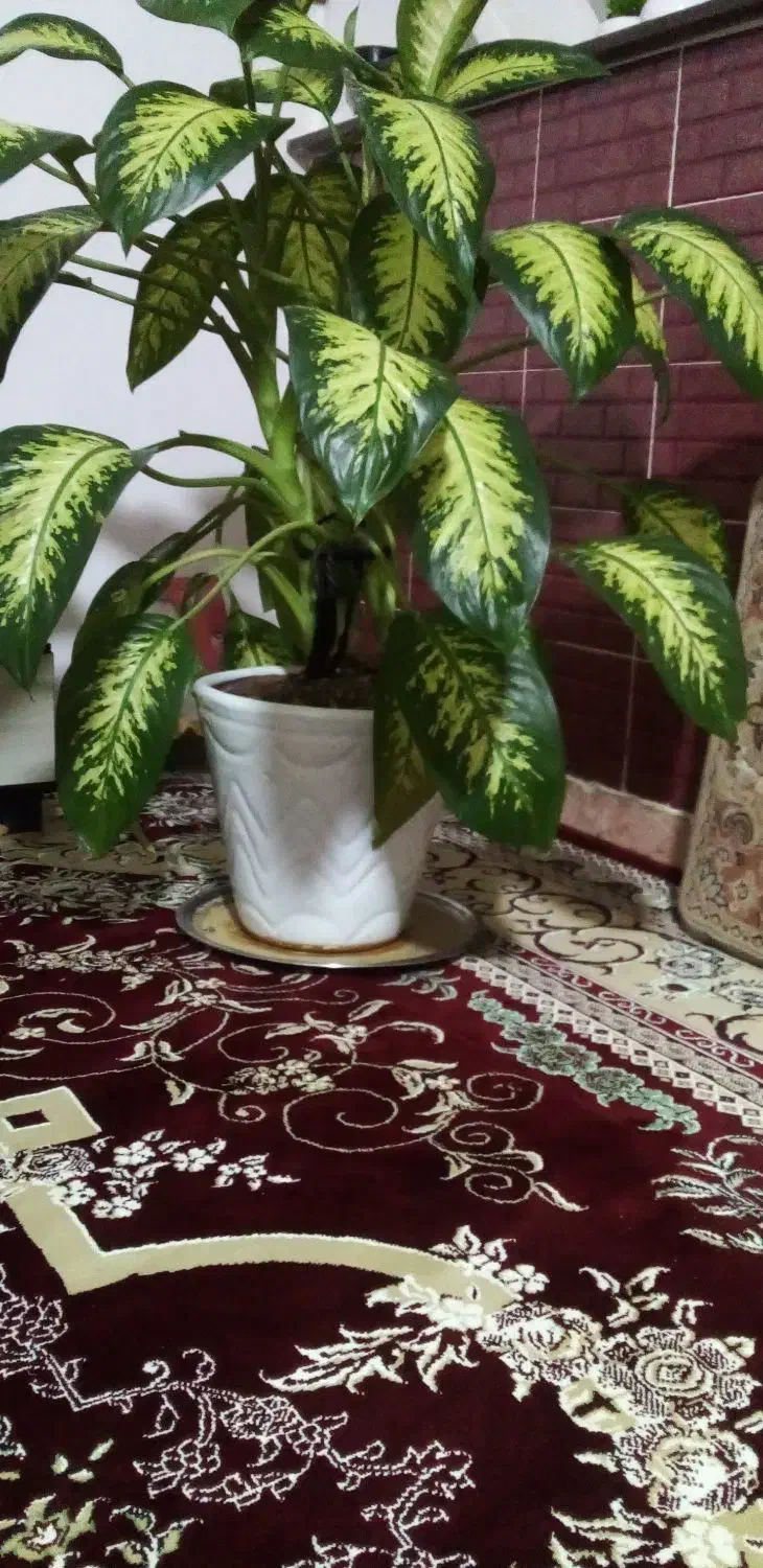 گل و گلدان زیبا|گل و گیاه طبیعی|بیلوار, |دیوار