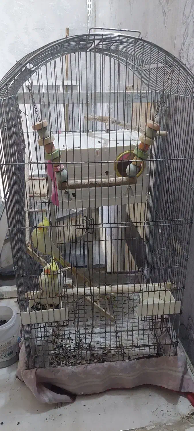 عروس هلندی|پرنده|طبس, |دیوار