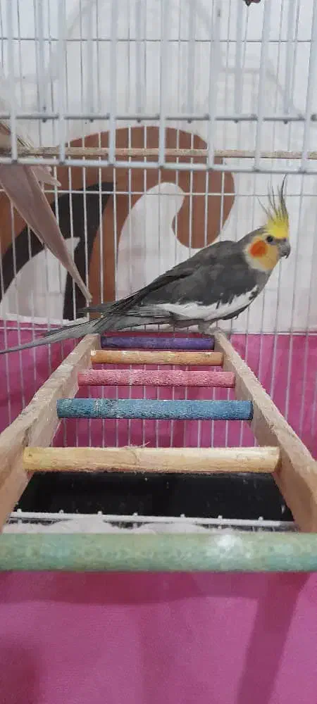 عروس هلندی نر سالم|پرنده|کیاشهر, |دیوار