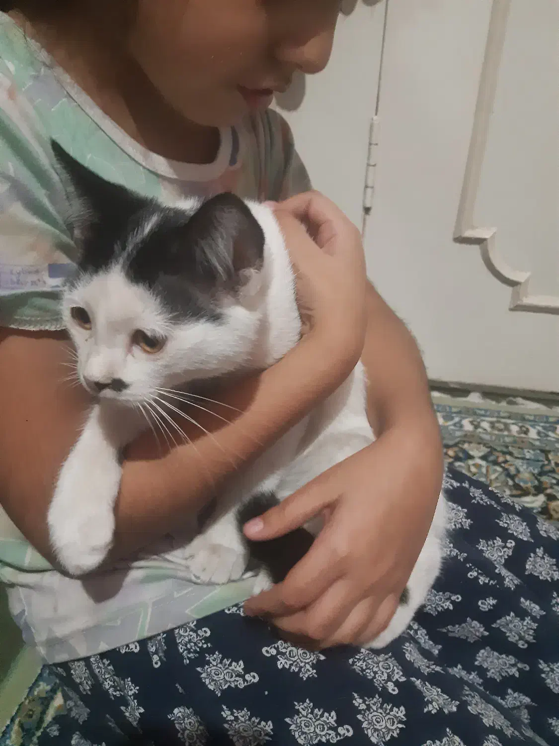 واگذاری گربه مهربان|گربه|قزوین, |دیوار