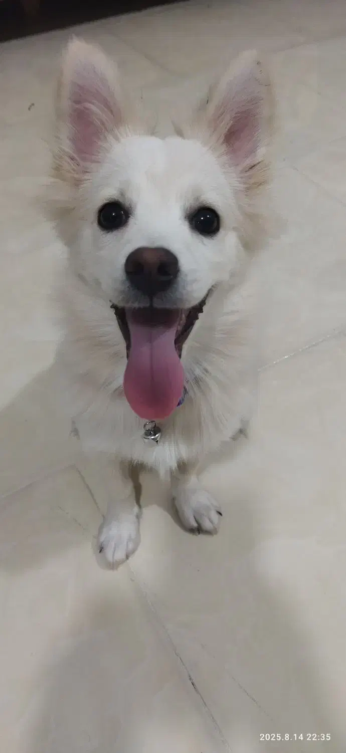 سگ پامر اشپیتز|سگ|قشم, |دیوار