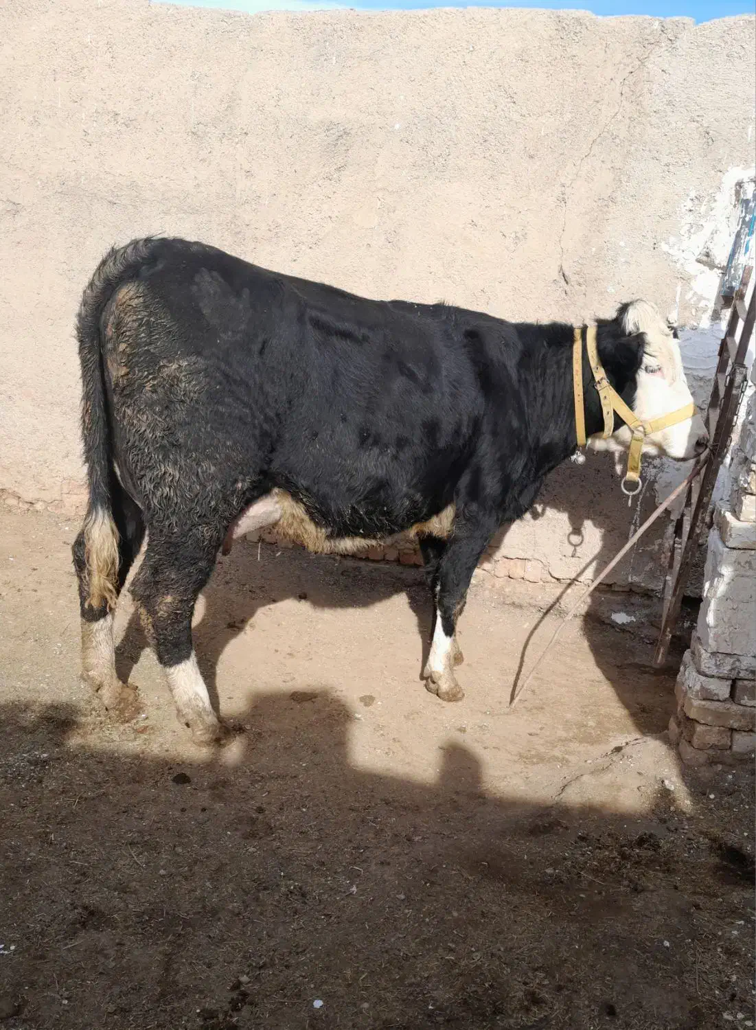 گاو شیری|حیوانات مزرعه|اسفرورین, |دیوار