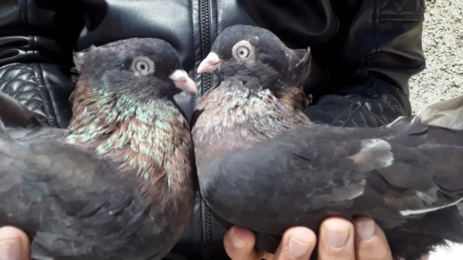 کبوتر کفتر سوسنی سرخ زاغ اراکی بمبوی|پرنده|شهرضا, |دیوار