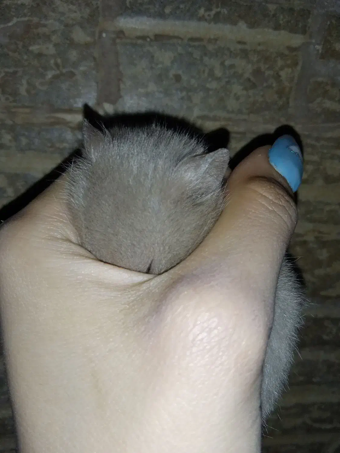 همسترخوشگل|موش و خرگوش|مسجد سلیمان, |دیوار