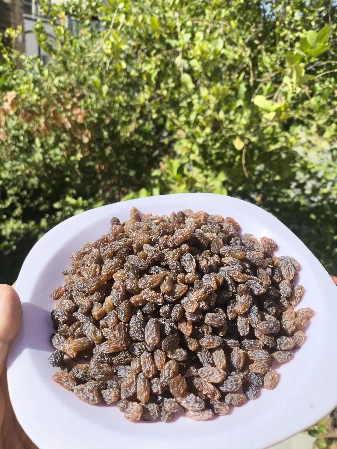 کشمش پلویی انگور عسکری درجه یک شهرستان کوار|خوردنی و آشامیدنی|شیراز, آبیاری|دیوار