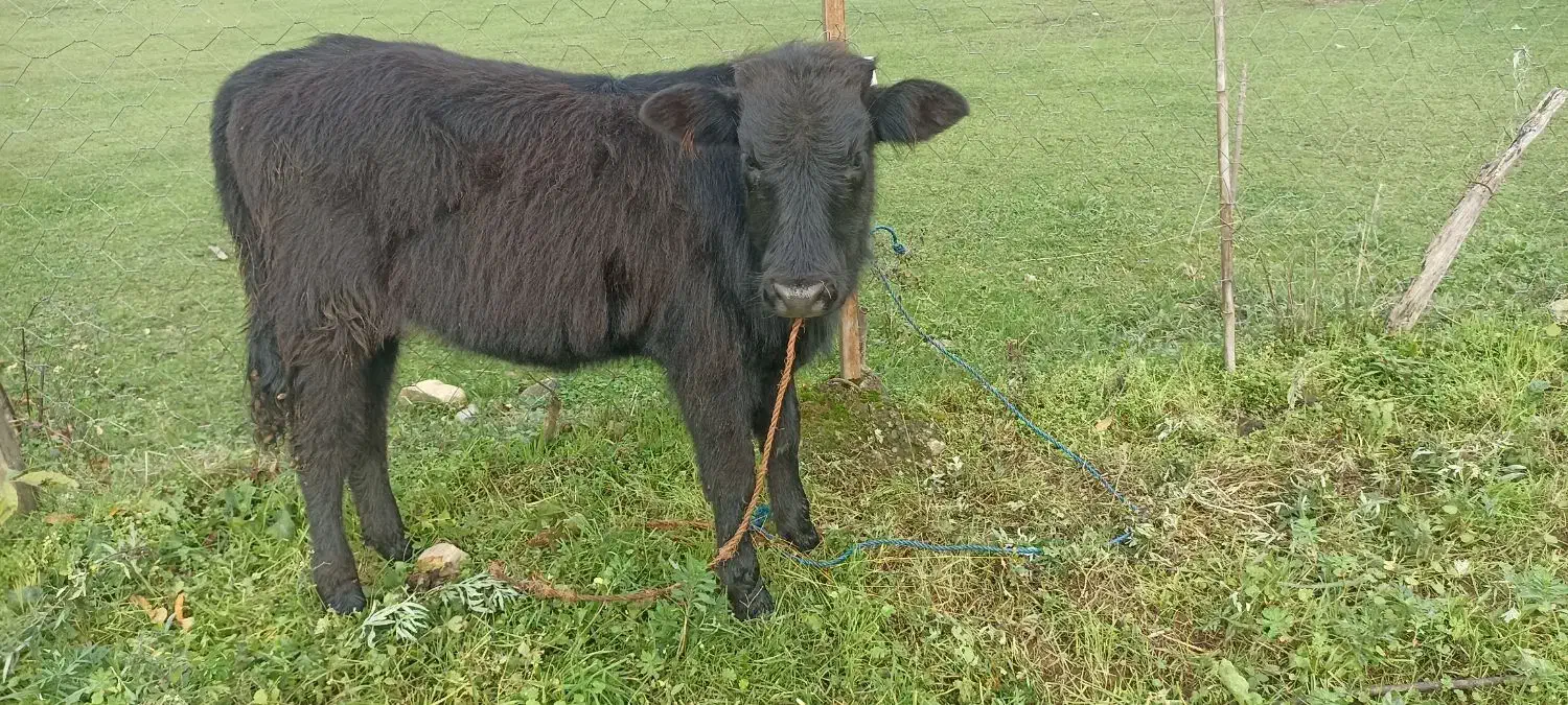 لیشه گاو گوساله ماده|حیوانات مزرعه|فومن, |دیوار