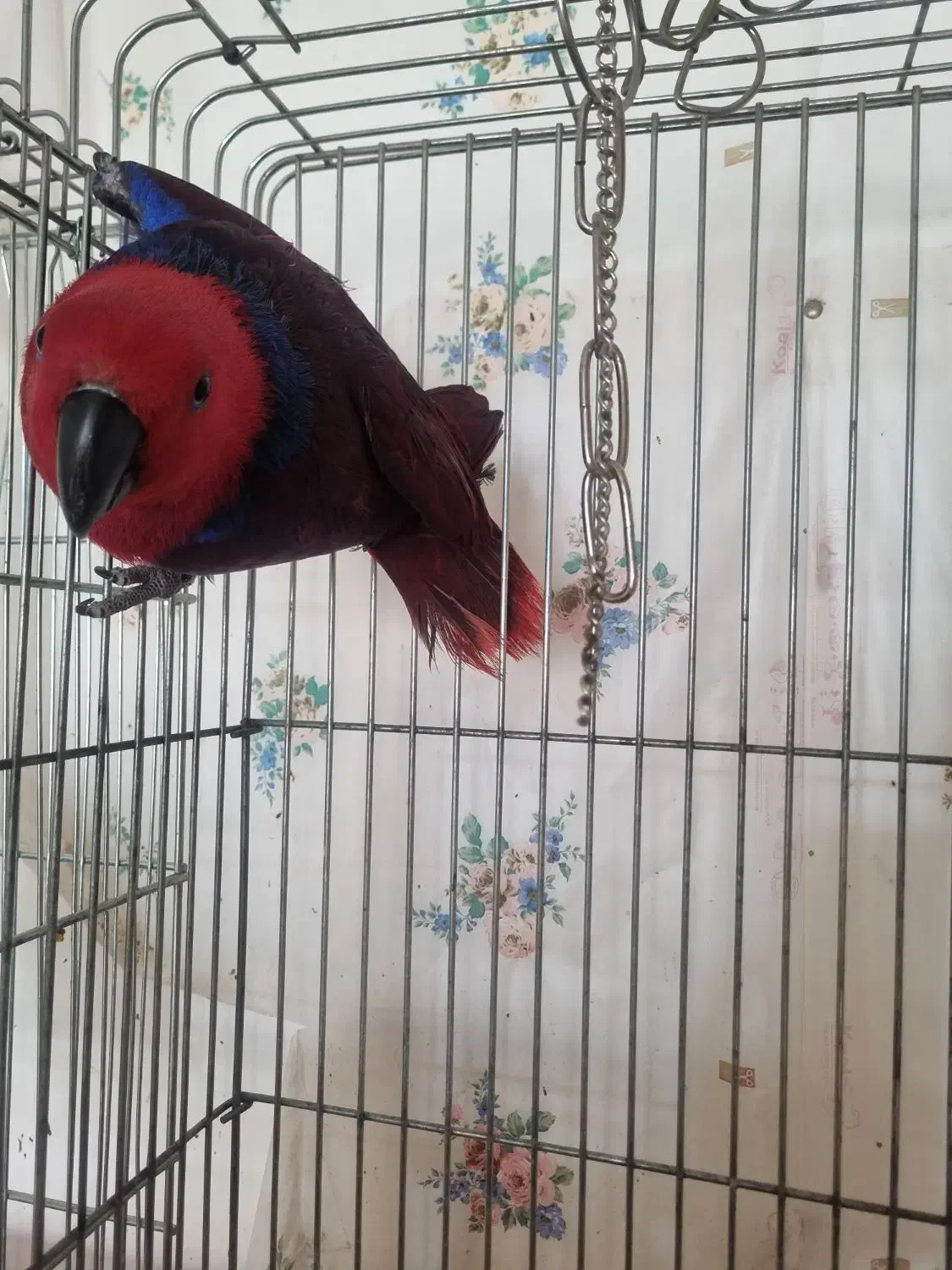 اکلکتوس ماده مولد ۳تخم|پرنده|تهران, تهرانپارس جنوبی|دیوار