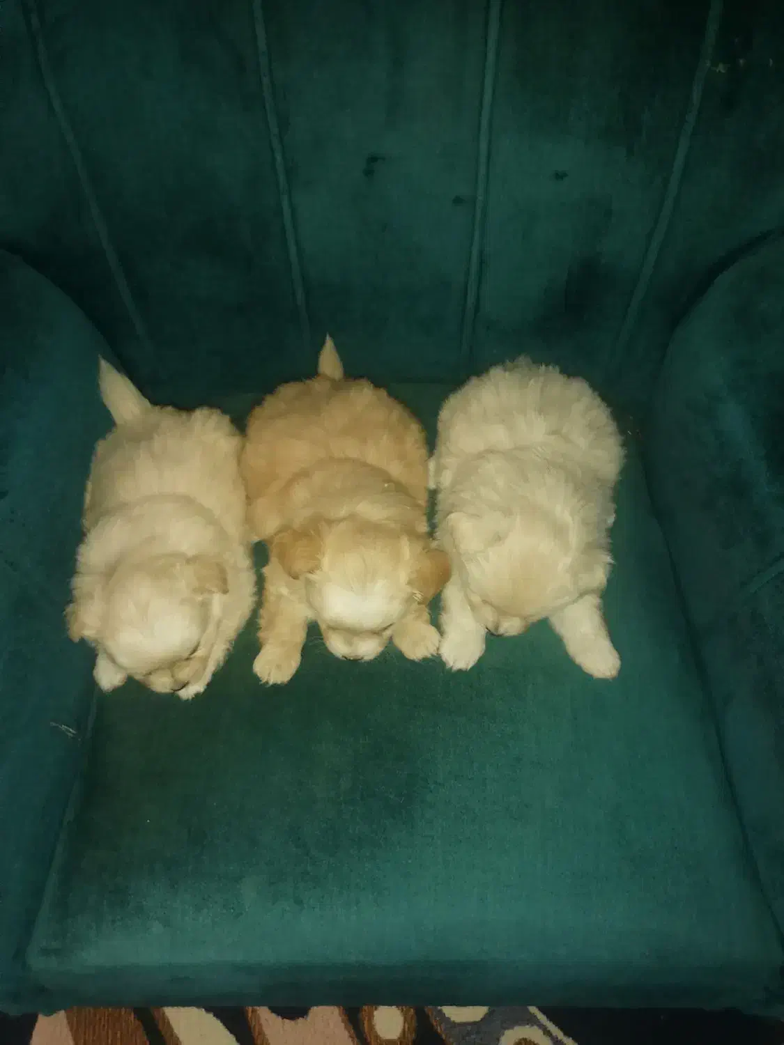 توله نژاد دار اشپیتز|سگ|جیرفت, |دیوار