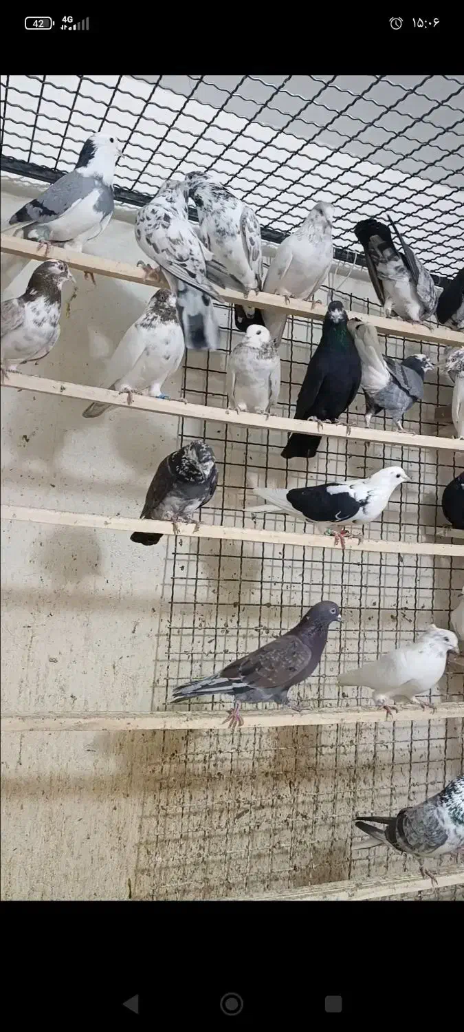 کفتره فرشاد|پرنده|تهران, افسریه جنوبی|دیوار