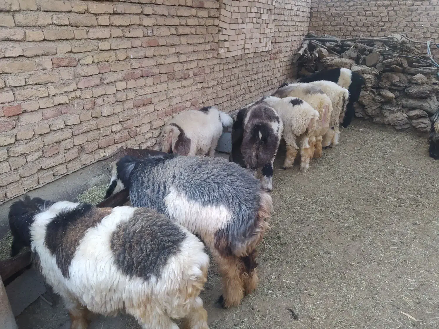 بره پرواری|حیوانات مزرعه|کوهرنگ, |دیوار