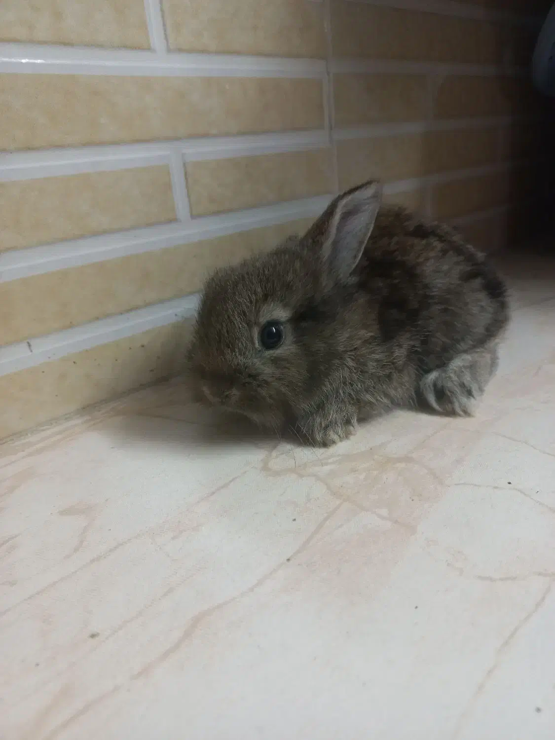 خرگوش ۲۵ روزه|موش و خرگوش|کردکوی, |دیوار