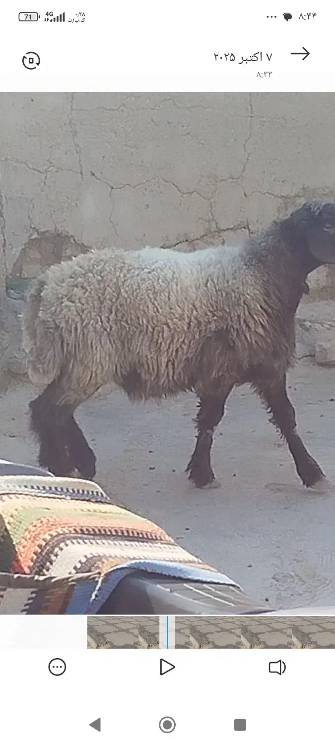 یک عدد بره ته میش روم عالی|حیوانات مزرعه|شیراز, رحمت‌آباد|دیوار