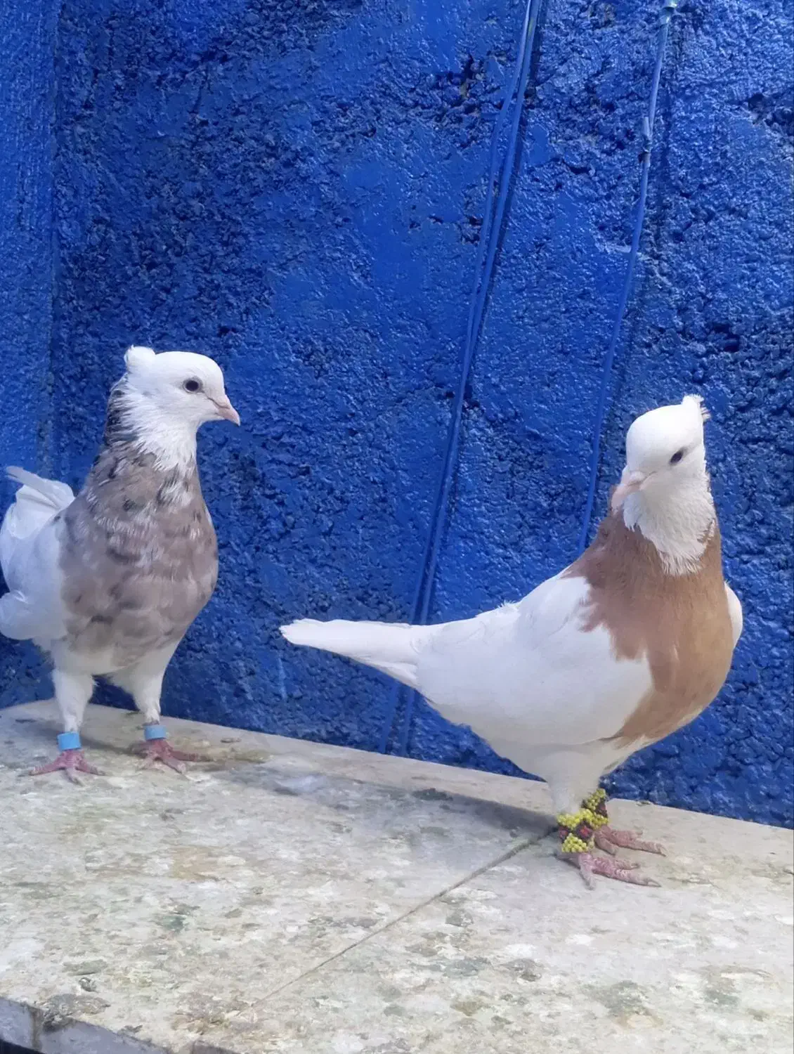 طوقی معاوضه هم دارم|پرنده|مشهد, ایثار|دیوار