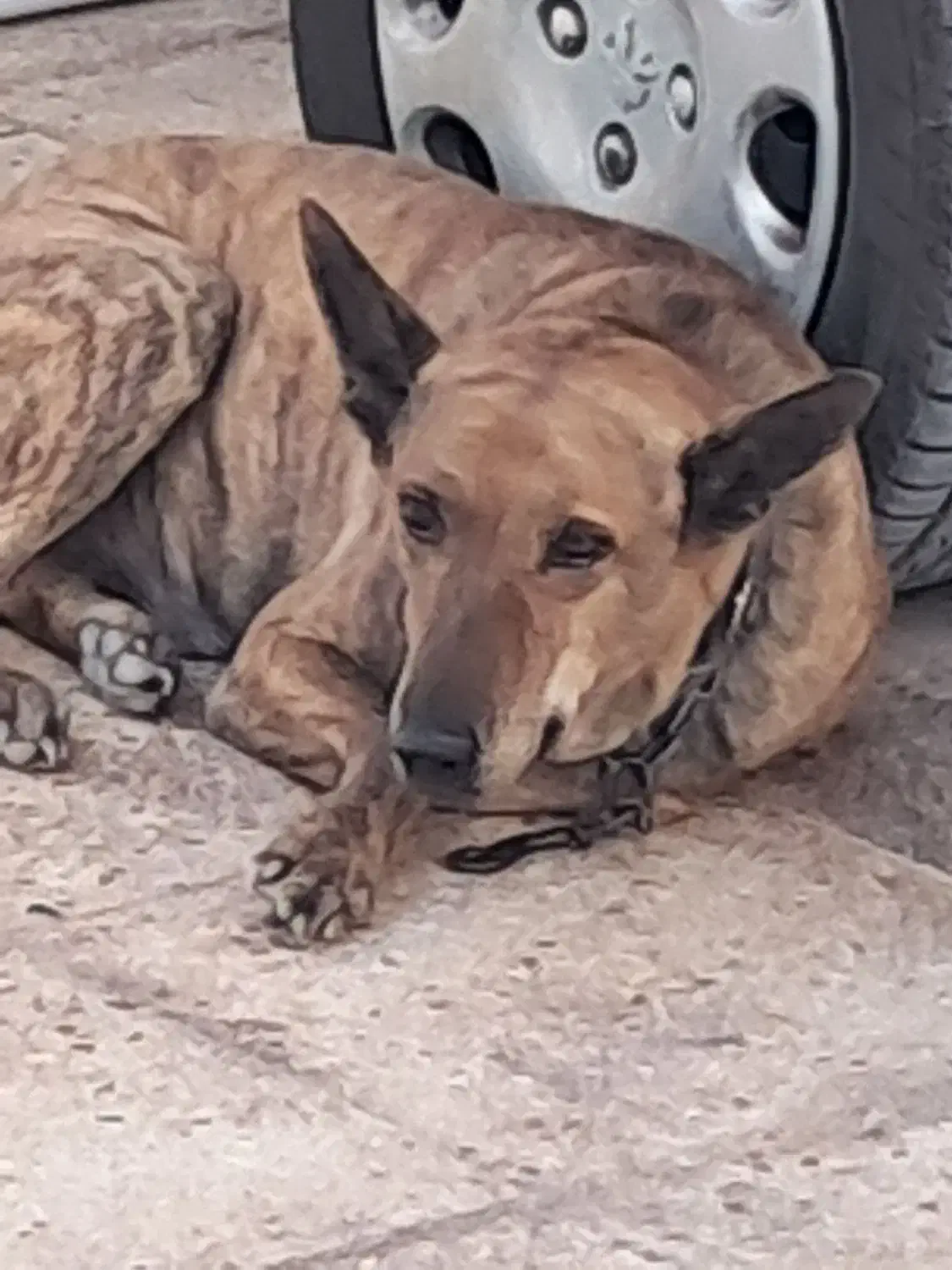 سگ نر ۵ساله مخصوص نگهبانی باهیچ حیونی کار نداره|سگ|بندرلنگه, |دیوار